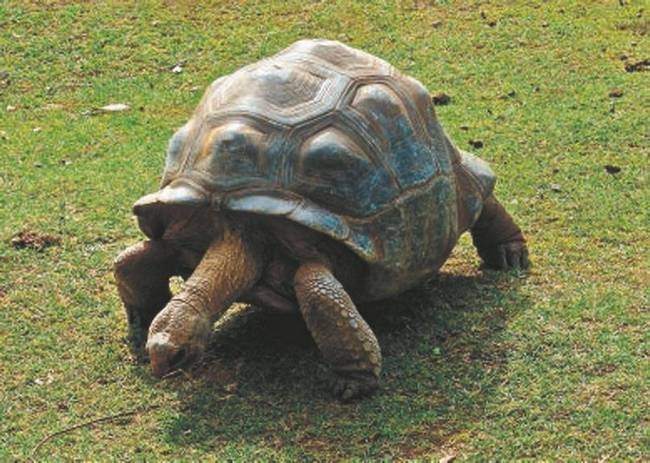 Иллюстрация к книге — Революция растений [i_055.jpg]