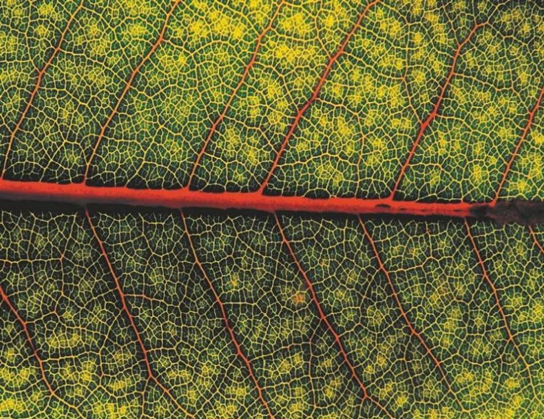 Иллюстрация к книге — Революция растений [i_057.jpg]