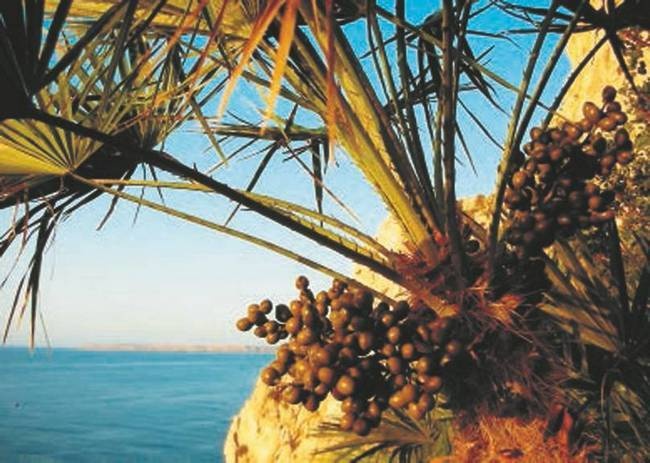 Иллюстрация к книге — Революция растений [i_058.jpg]