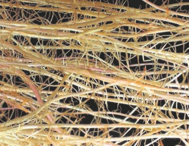 Иллюстрация к книге — Революция растений [i_059.jpg]