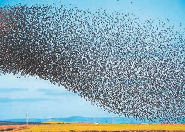 Иллюстрация к книге — Революция растений [i_060.jpg]