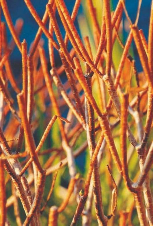 Иллюстрация к книге — Революция растений [i_063.jpg]