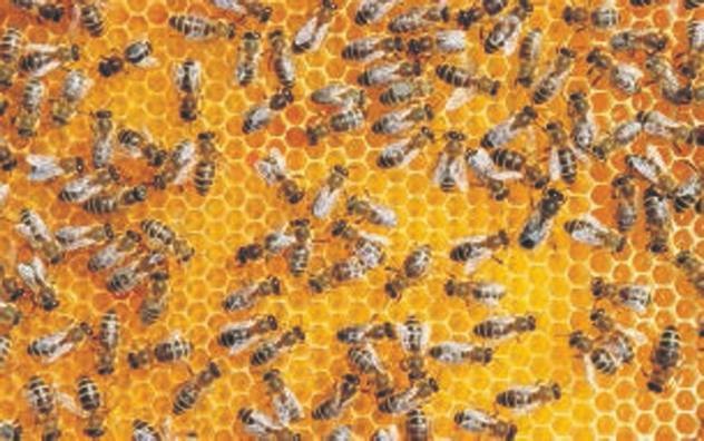 Иллюстрация к книге — Революция растений [i_064.jpg]