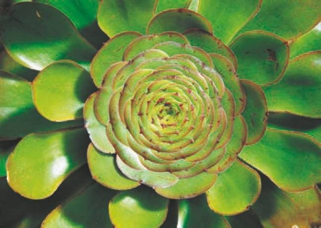 Иллюстрация к книге — Революция растений [i_070.jpg]