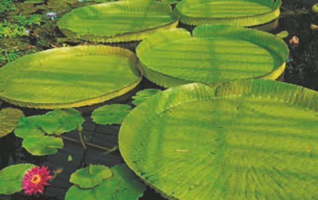 Иллюстрация к книге — Революция растений [i_071.jpg]