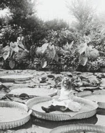 Иллюстрация к книге — Революция растений [i_073.jpg]