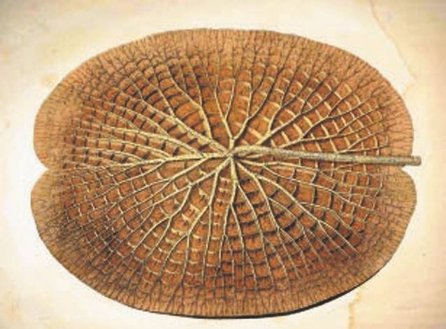 Иллюстрация к книге — Революция растений [i_074.jpg]