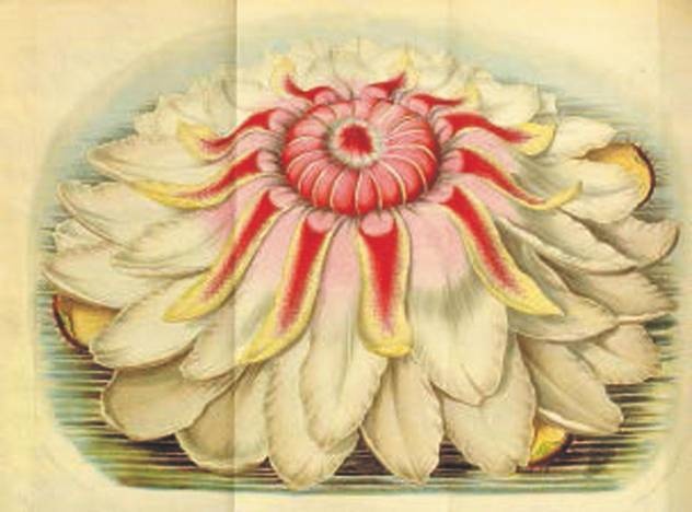 Иллюстрация к книге — Революция растений [i_075.jpg]