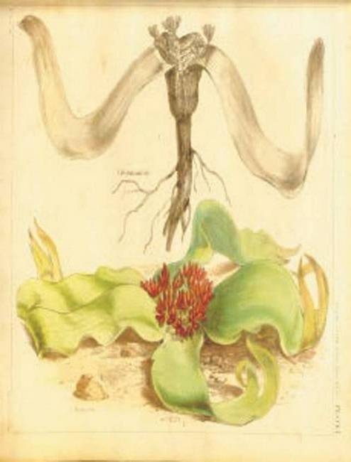 Иллюстрация к книге — Революция растений [i_082.jpg]