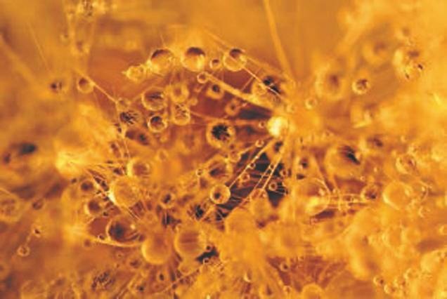 Иллюстрация к книге — Революция растений [i_083.jpg]