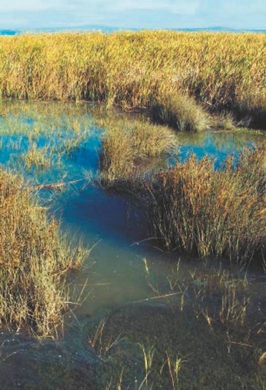 Иллюстрация к книге — Революция растений [i_097.jpg]