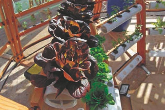 Иллюстрация к книге — Революция растений [i_098.jpg]