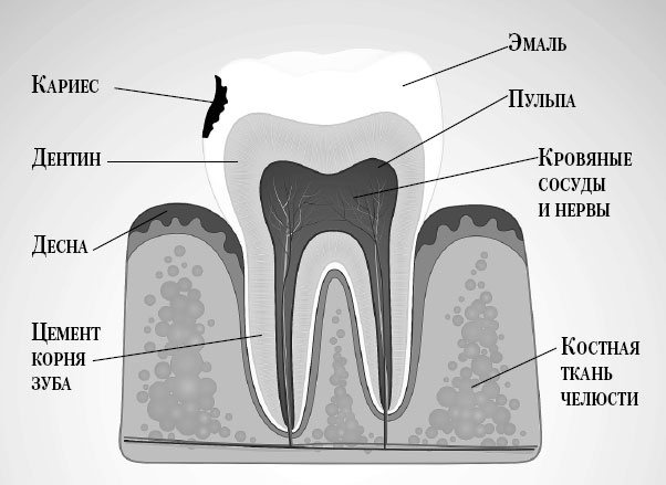 Иллюстрация к книге — Злые зубы [i_002.jpg]