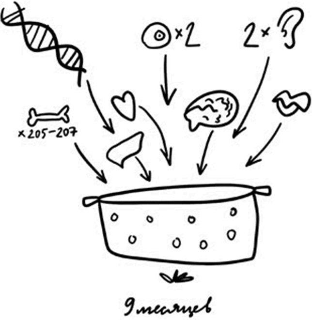Иллюстрация к книге — 280 дней до вашего рождения. Репортаж о том, что вы забыли, находясь в эпицентре событий [i_005.jpg]