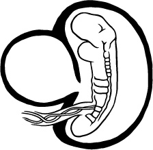 Иллюстрация к книге — 280 дней до вашего рождения. Репортаж о том, что вы забыли, находясь в эпицентре событий [i_017.jpg]