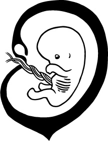 Иллюстрация к книге — 280 дней до вашего рождения. Репортаж о том, что вы забыли, находясь в эпицентре событий [i_025.jpg]