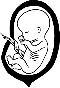 Иллюстрация к книге — 280 дней до вашего рождения. Репортаж о том, что вы забыли, находясь в эпицентре событий [i_033.jpg]