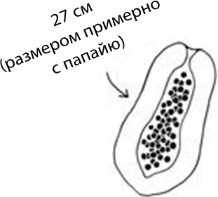 Иллюстрация к книге — 280 дней до вашего рождения. Репортаж о том, что вы забыли, находясь в эпицентре событий [i_040.jpg]