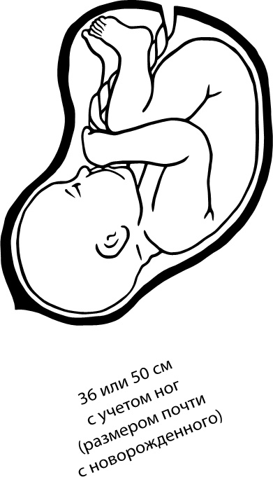 Иллюстрация к книге — 280 дней до вашего рождения. Репортаж о том, что вы забыли, находясь в эпицентре событий [i_043.jpg]