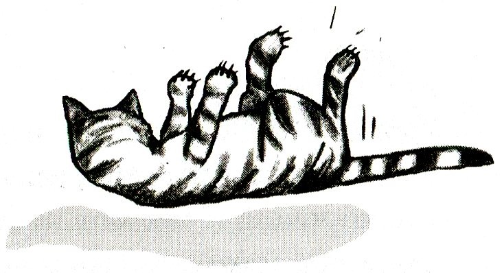 Иллюстрация к книге — Я всего лишь кошка [i_015.jpg]