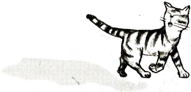 Иллюстрация к книге — Я всего лишь кошка [i_045.jpg]