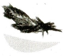 Иллюстрация к книге — Я всего лишь кошка [i_073.jpg]