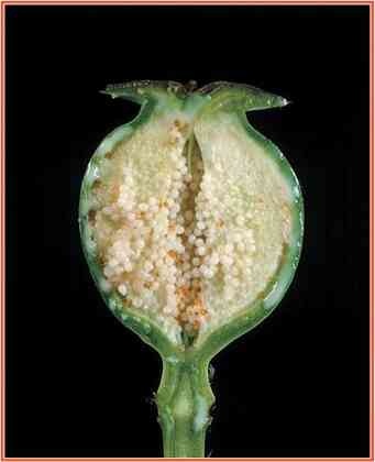 Иллюстрация к книге — История шарлатанства [i_039.jpg]