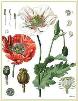 Иллюстрация к книге — История шарлатанства [i_042.jpg]