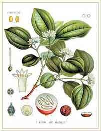 Иллюстрация к книге — История шарлатанства [i_050.jpg]