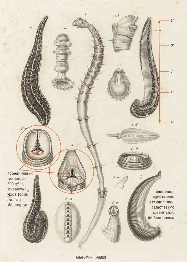 Иллюстрация к книге — История шарлатанства [i_143.jpg]