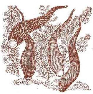 Иллюстрация к книге — История шарлатанства [i_144.jpg]