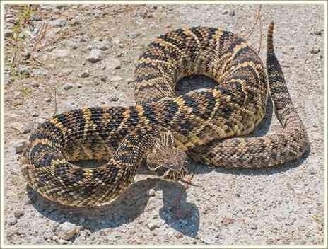 Иллюстрация к книге — История шарлатанства [i_152.jpg]