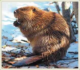 Иллюстрация к книге — История шарлатанства [i_154.jpg]