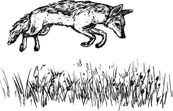 Иллюстрация к книге — Cобака. Полное руководство по дрессировке и уходу [i_006.jpg]