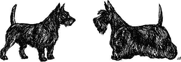 Иллюстрация к книге — Cобака. Полное руководство по дрессировке и уходу [i_008.jpg]