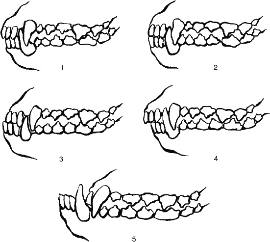 Иллюстрация к книге — Cобака. Полное руководство по дрессировке и уходу [i_013.jpg]