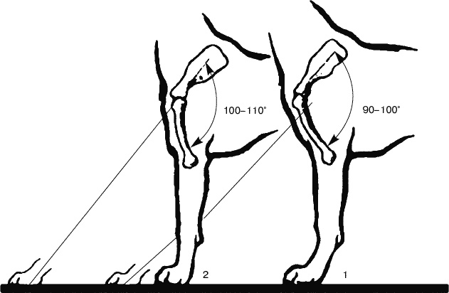Иллюстрация к книге — Cобака. Полное руководство по дрессировке и уходу [i_015.jpg]