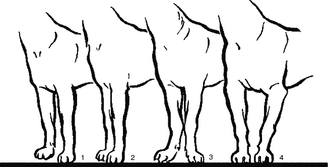 Иллюстрация к книге — Cобака. Полное руководство по дрессировке и уходу [i_016.jpg]