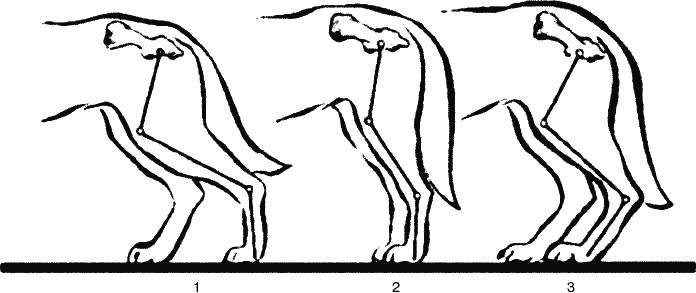 Иллюстрация к книге — Cобака. Полное руководство по дрессировке и уходу [i_019.jpg]