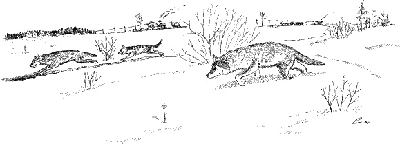 Иллюстрация к книге — Cобака. Полное руководство по дрессировке и уходу [i_027.jpg]