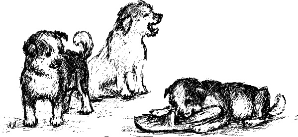 Иллюстрация к книге — Cобака. Полное руководство по дрессировке и уходу [i_028.jpg]