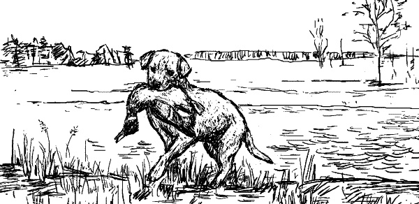 Иллюстрация к книге — Cобака. Полное руководство по дрессировке и уходу [i_034.jpg]