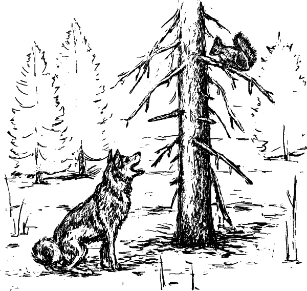 Иллюстрация к книге — Cобака. Полное руководство по дрессировке и уходу [i_035.jpg]