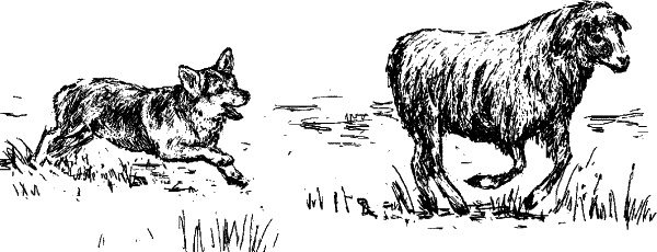 Иллюстрация к книге — Cобака. Полное руководство по дрессировке и уходу [i_037.jpg]