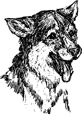 Иллюстрация к книге — Cобака. Полное руководство по дрессировке и уходу [i_041.jpg]