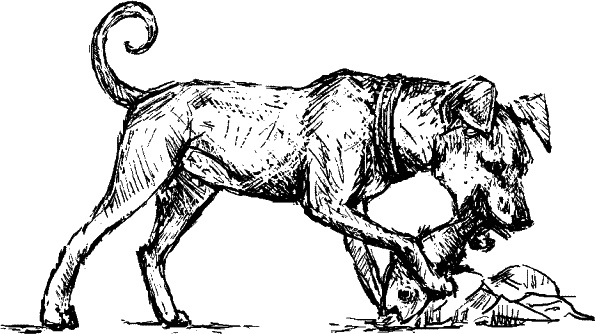 Иллюстрация к книге — Cобака. Полное руководство по дрессировке и уходу [i_043.jpg]