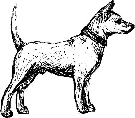 Иллюстрация к книге — Cобака. Полное руководство по дрессировке и уходу [i_049.jpg]