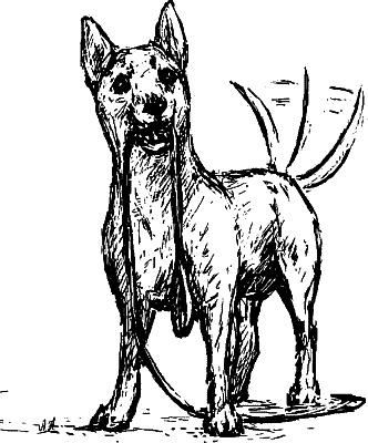 Иллюстрация к книге — Cобака. Полное руководство по дрессировке и уходу [i_056.jpg]