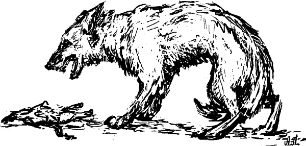 Иллюстрация к книге — Cобака. Полное руководство по дрессировке и уходу [i_071.jpg]