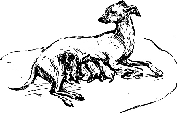 Иллюстрация к книге — Cобака. Полное руководство по дрессировке и уходу [i_072.jpg]